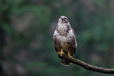 BUITEN BEELD Foto: 450094