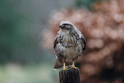 BUITEN BEELD Foto: 450095