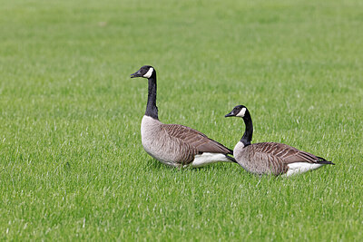 BUITEN BEELD Foto: 450096