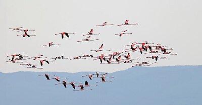 BUITEN BEELD Foto: 450099