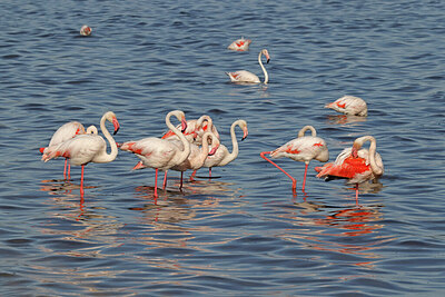 BUITEN BEELD Foto: 450100