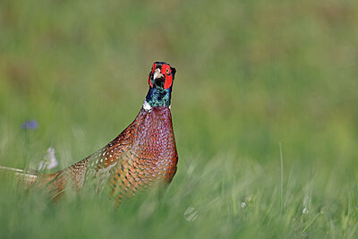 BUITEN BEELD Foto: 450101