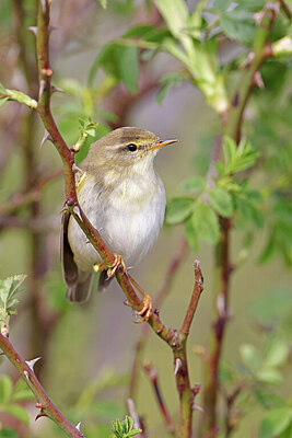 BUITEN BEELD Foto: 450103