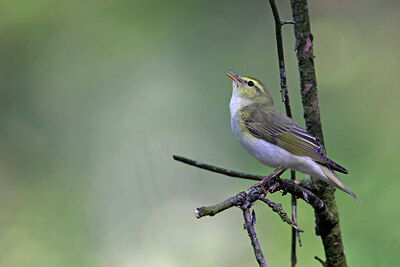 BUITEN BEELD Foto: 450106