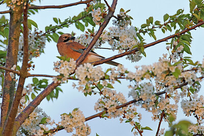 BUITEN BEELD Foto: 450109