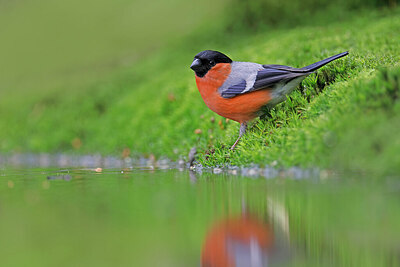 BUITEN BEELD Foto: 450115