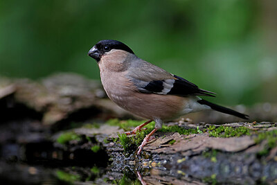 BUITEN BEELD Foto: 450116