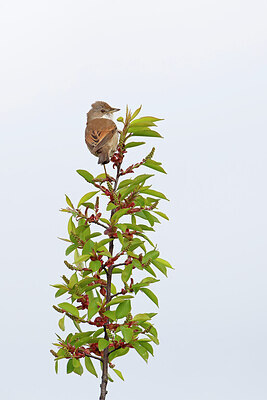 BUITEN BEELD Foto: 450117