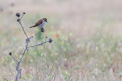 BUITEN BEELD Foto: 450120