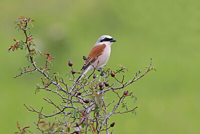 BUITEN BEELD Foto: 450122
