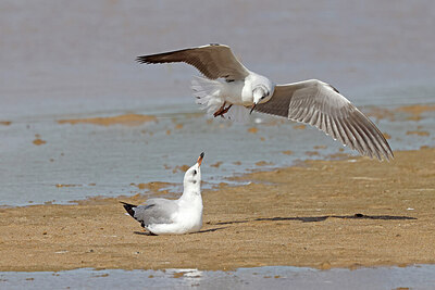 BUITEN BEELD Foto: 450124