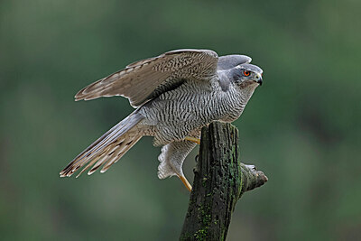 BUITEN BEELD Foto: 450131