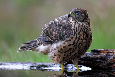 BUITEN BEELD Foto: 450133