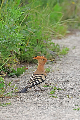 BUITEN BEELD Foto: 450137