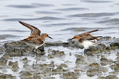 BUITEN BEELD Foto: 450141