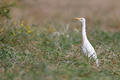 BUITEN BEELD Foto: 450147