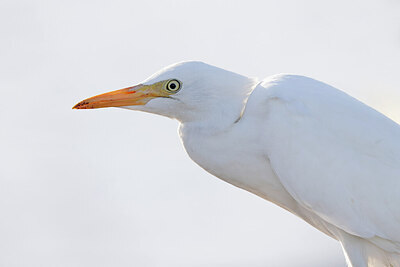 BUITEN BEELD Foto: 450149