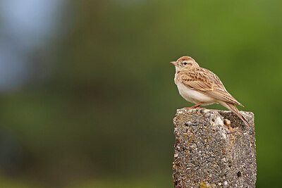 BUITEN BEELD Foto: 450152