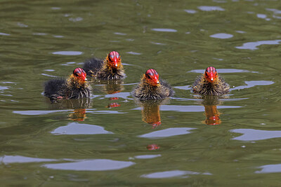 BUITEN BEELD Foto: 450160