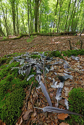 BUITEN BEELD Foto: 450163