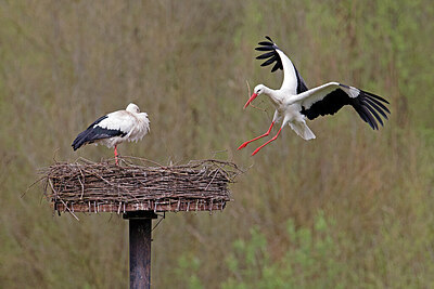 BUITEN BEELD Foto: 450166