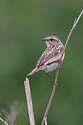 BUITEN BEELD Foto: 450167