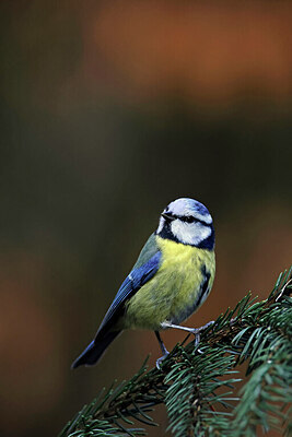 BUITEN BEELD Foto: 450168