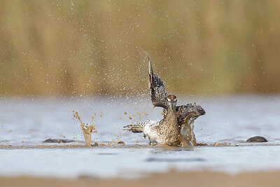 BUITEN BEELD Foto: 450171