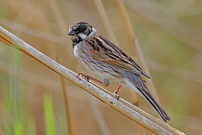 BUITEN BEELD Foto: 450172