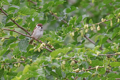 BUITEN BEELD Foto: 450174