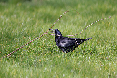 BUITEN BEELD Foto: 450176