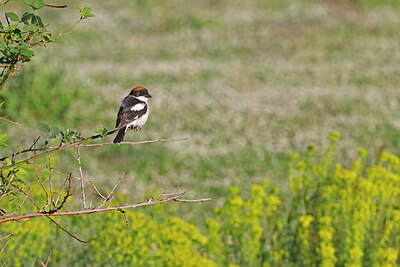 BUITEN BEELD Foto: 450180