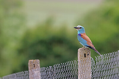 BUITEN BEELD Foto: 450181