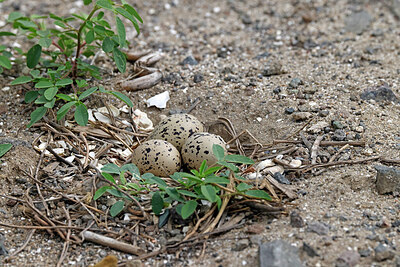 BUITEN BEELD Foto: 450182