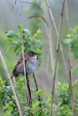 BUITEN BEELD Foto: 450183