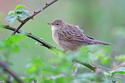 BUITEN BEELD Foto: 450184