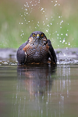 BUITEN BEELD Foto: 450185