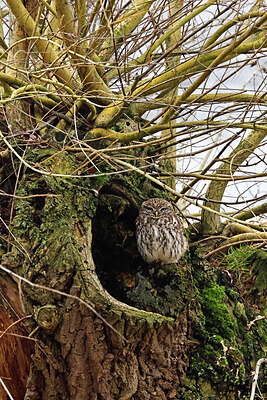 BUITEN BEELD Foto: 450187