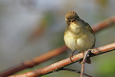 BUITEN BEELD Foto: 450190