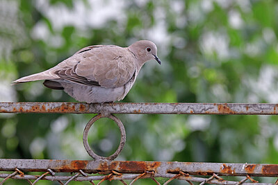 BUITEN BEELD Foto: 450191