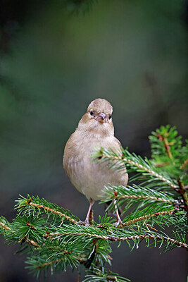 BUITEN BEELD Foto: 450192