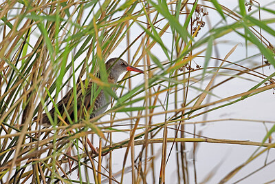 BUITEN BEELD Foto: 450195
