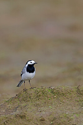 BUITEN BEELD Foto: 450199