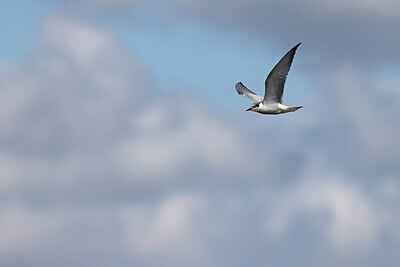 BUITEN BEELD Foto: 450200