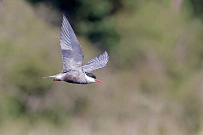 BUITEN BEELD Foto: 450201