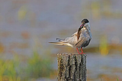 BUITEN BEELD Foto: 450202
