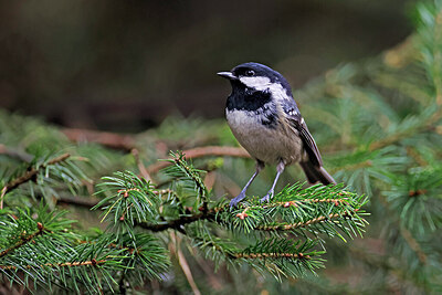 BUITEN BEELD Foto: 450205