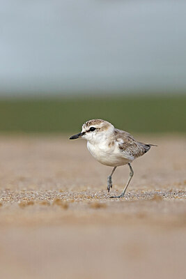 BUITEN BEELD Foto: 450206