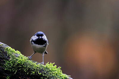 BUITEN BEELD Foto: 450210