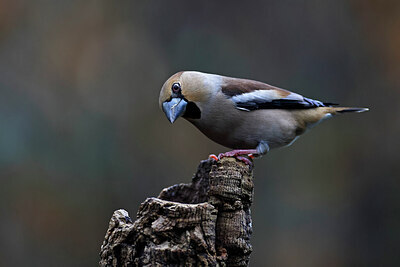 BUITEN BEELD Foto: 450214